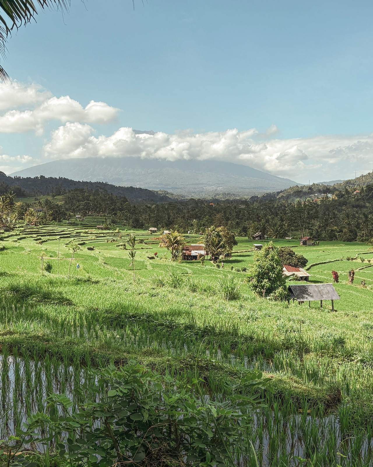 Green terraced fields rolling toward a distant volcano under soft cloud